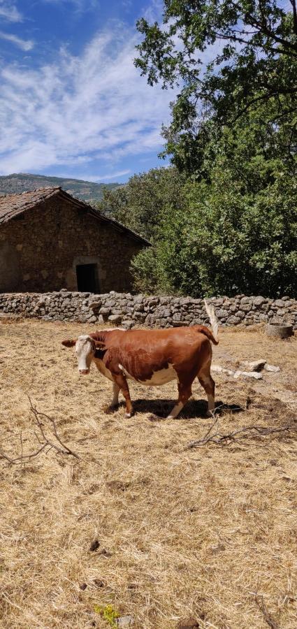 Hotel Ribera Del Corneja Navacepedilla de Corneja Εξωτερικό φωτογραφία